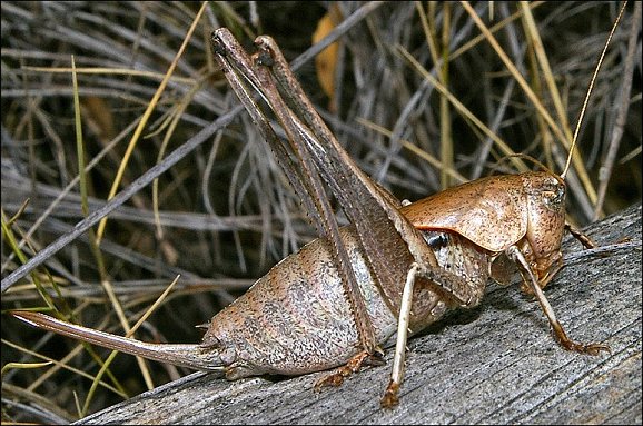 Thyreonotus corsicus 3