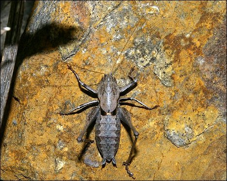 Thyreonotus corsicus 4