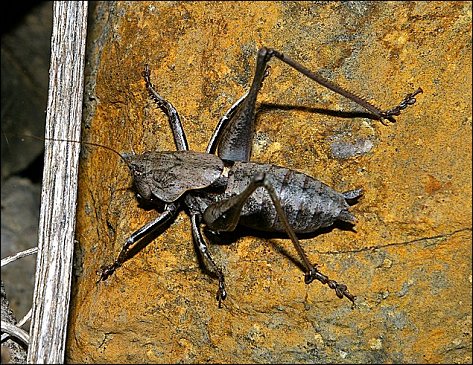 Thyreonotus corsicus 5