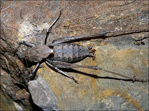 Thyreonotus corsicus 6