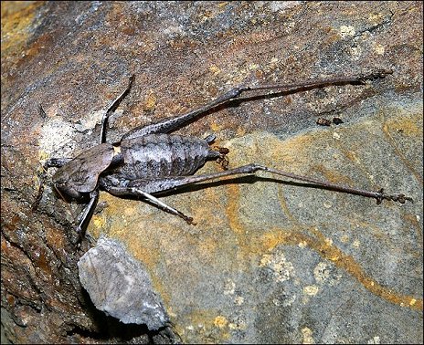 Thyreonotus corsicus 7