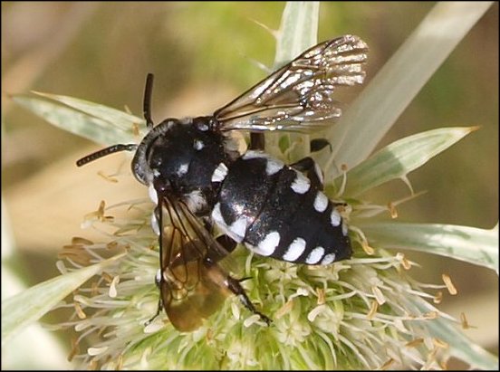 Thyreus  histrionicus