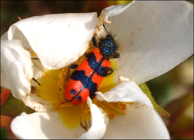 Trichodes alvearius 1