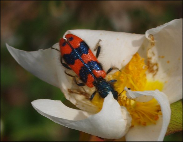 Trichodes alvearius 2