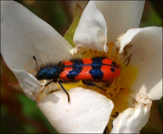 Trichodes alvearius 4