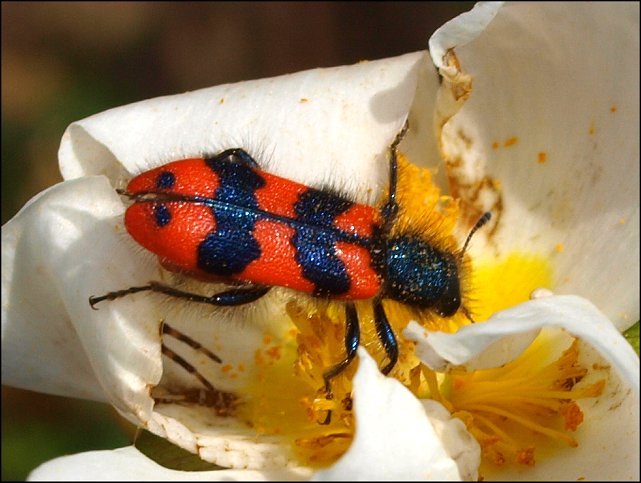 Trichodes alvearius 5