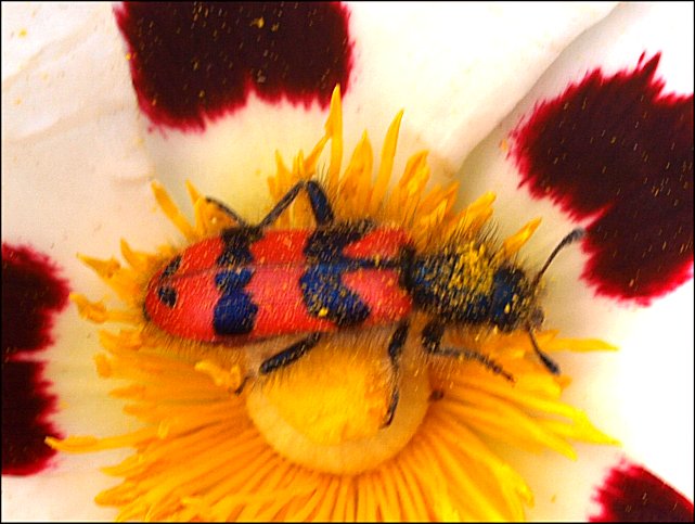 Trichodes alvearius 6