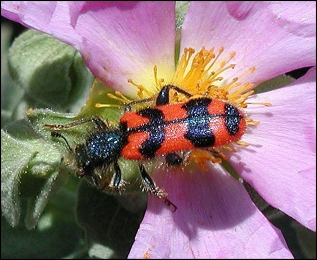 Trichodes alvearius 7