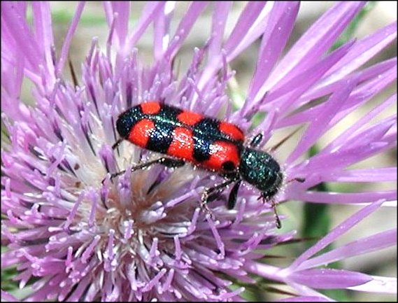 Trichodes leucopsideus 1