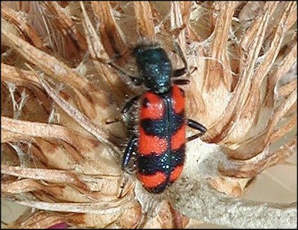 Trichodes leucopsideus 2