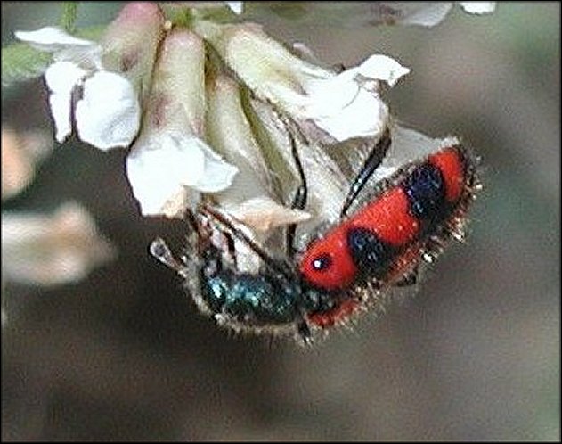 Trichodes leucopsideus 3