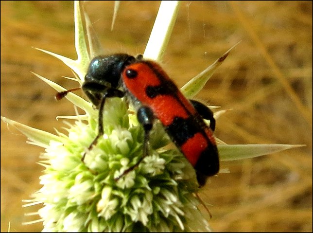 Trichodes leucopsideus 4