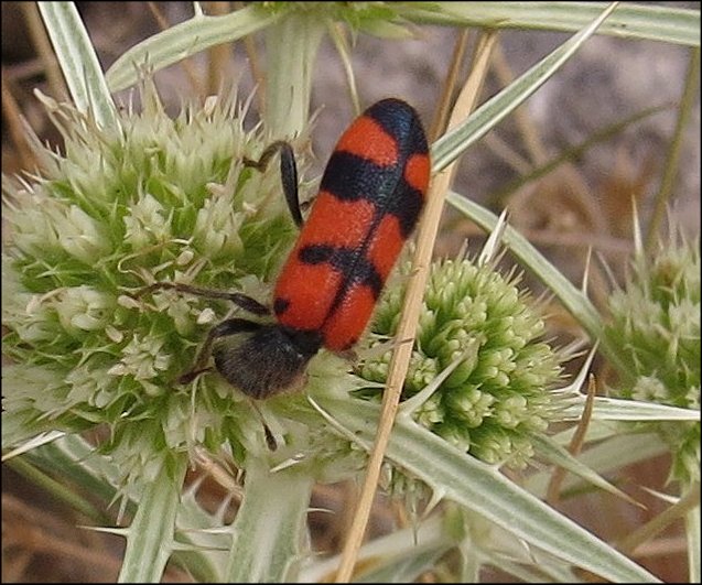 Trichodes leucopsideus 5