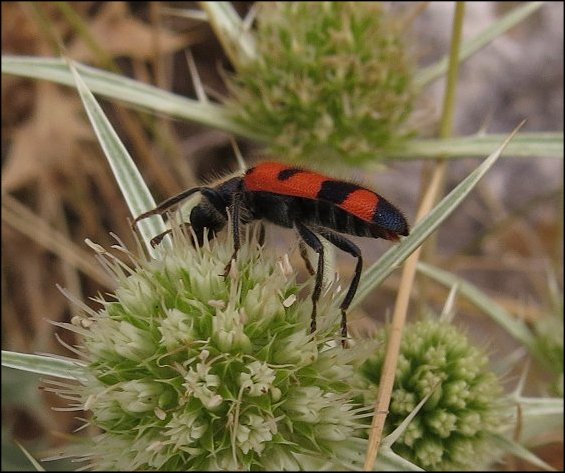 Trichodes leucopsideus 6