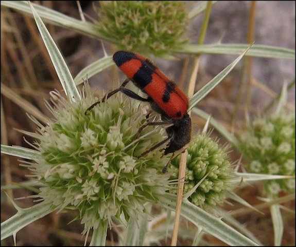 Trichodes leucopsideus 7