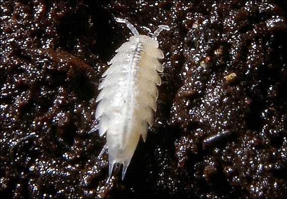 Trichoniscoides 3