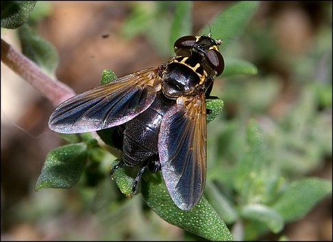 Trichopoda pennipes 1