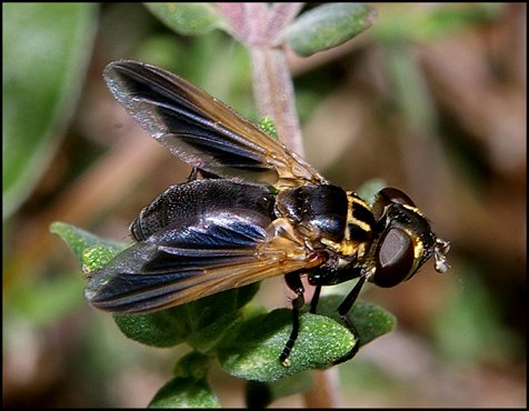 Trichopoda pennipes 2