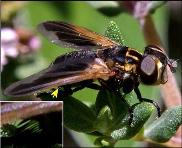 Trichopoda pennipes 3