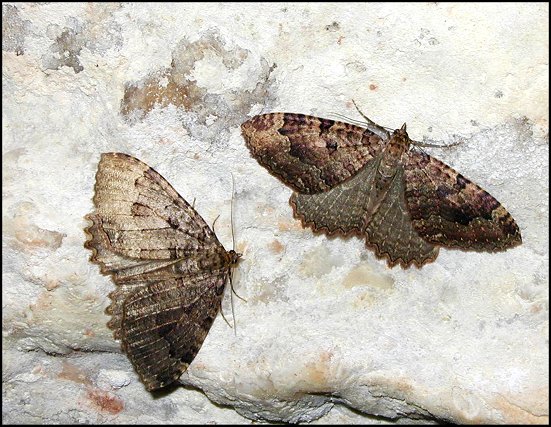 Triphosa 5