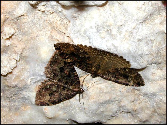Triphosa 6