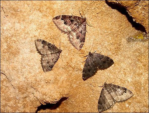 Triphosa 7