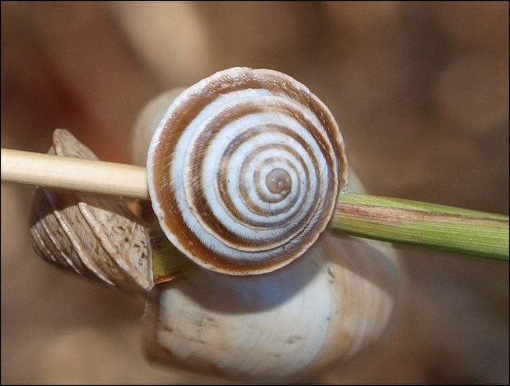 Trochoidea elegans 1