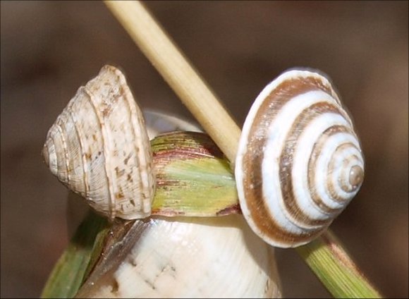 Trochoidea elegans 2