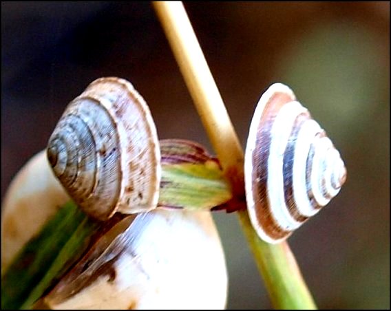 Trochoidea elegans 3