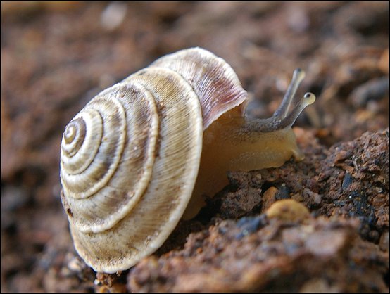 Trichoidea elegans 5