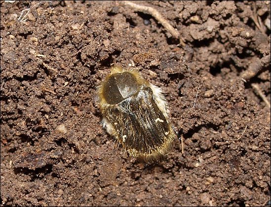 Tropinota 1