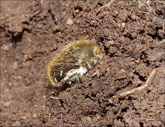 Tropinota 1