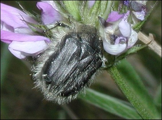 Tropinota hirta 1
