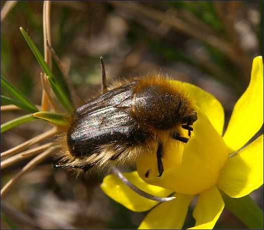 Tropinota hirta 2