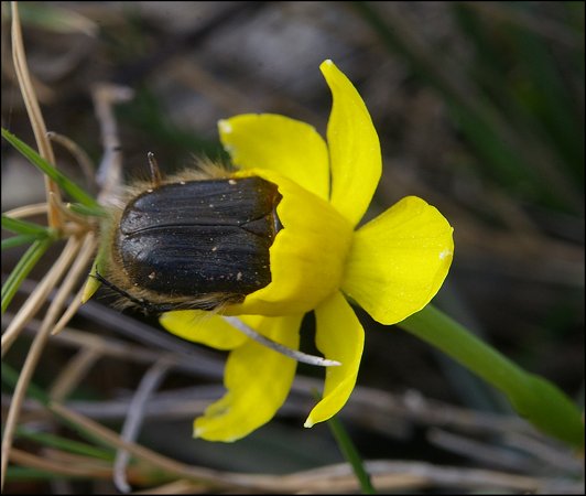 Tropinota hirta 3
