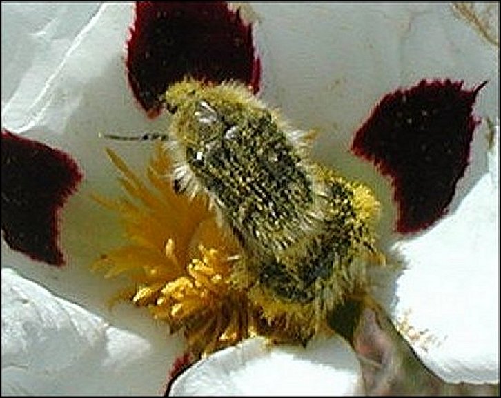 Tropinota hirta 4