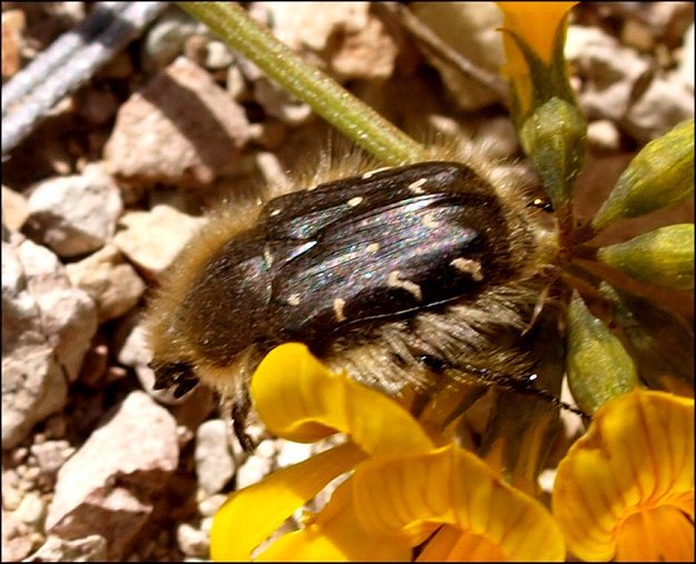 Tropinota hirta 6