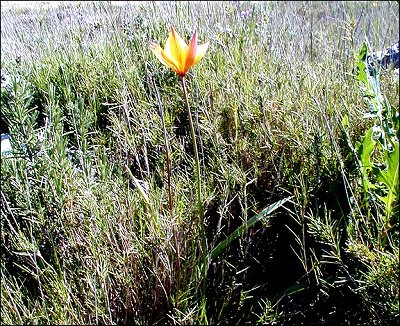 Tulipa australis 2