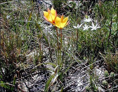 Tulipa australis 3
