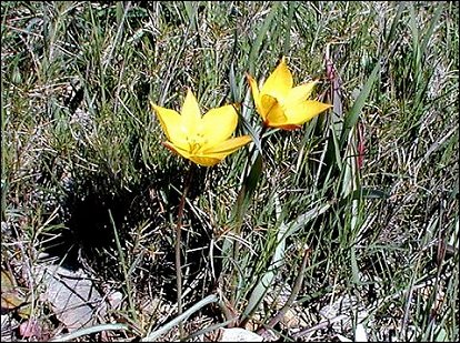 Tulipa australis 4