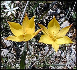 Tulipe mridionale