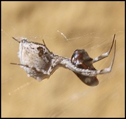 Ulobore