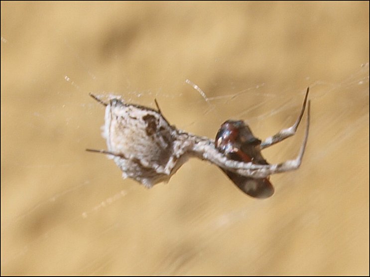 Uloborus walckenaerius &