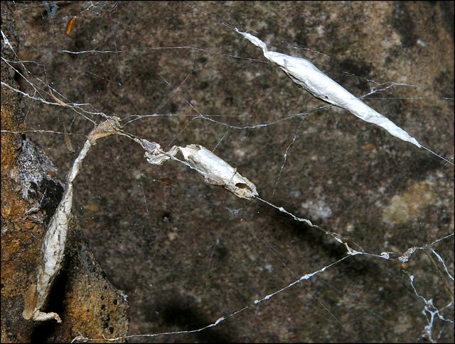 Uloborus walckenaerius 10