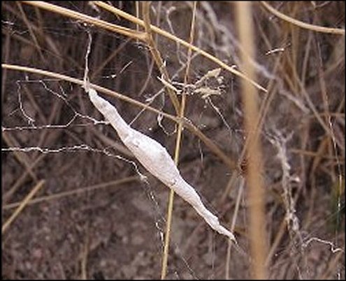 Uloborus walckenaerius 12