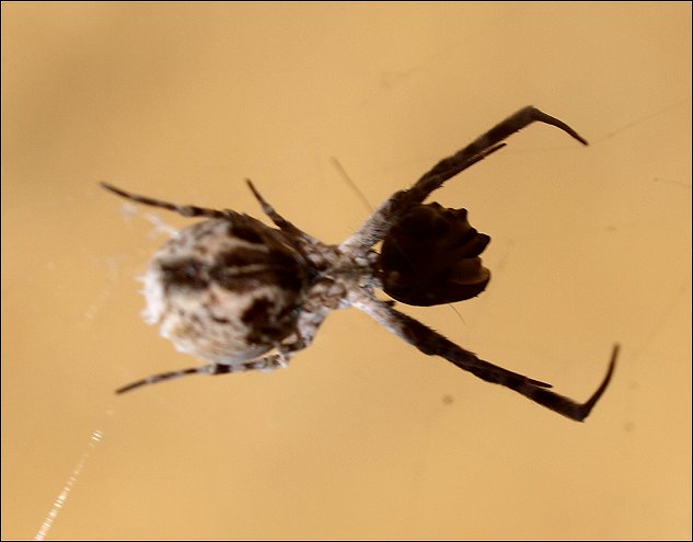 Uloborus walckenaerius 2