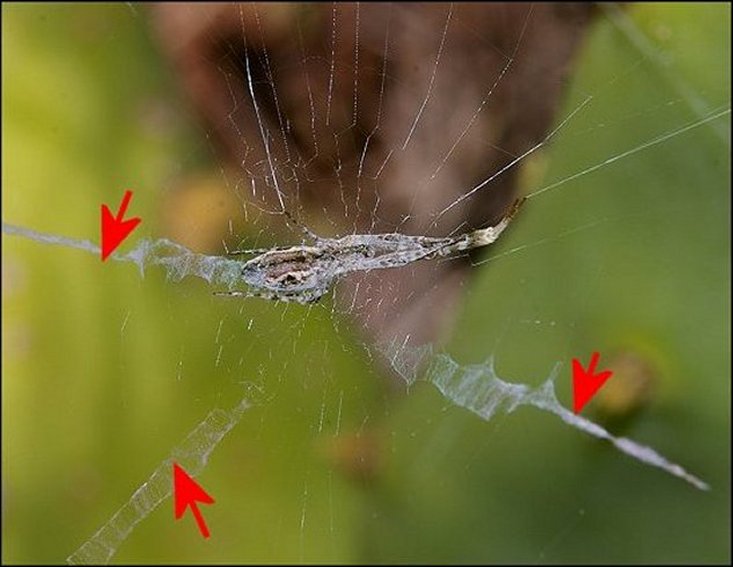 Uloborus walckenaerius 3