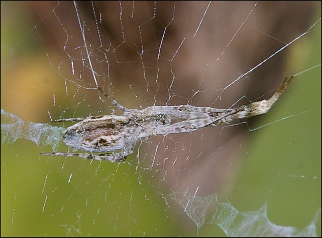 Ulborus walckenaerius 4