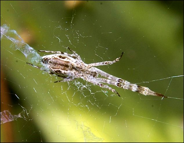 Uloborus walckenaerius 5