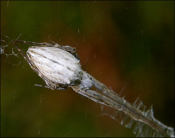 Uloborus walckenaerius 6